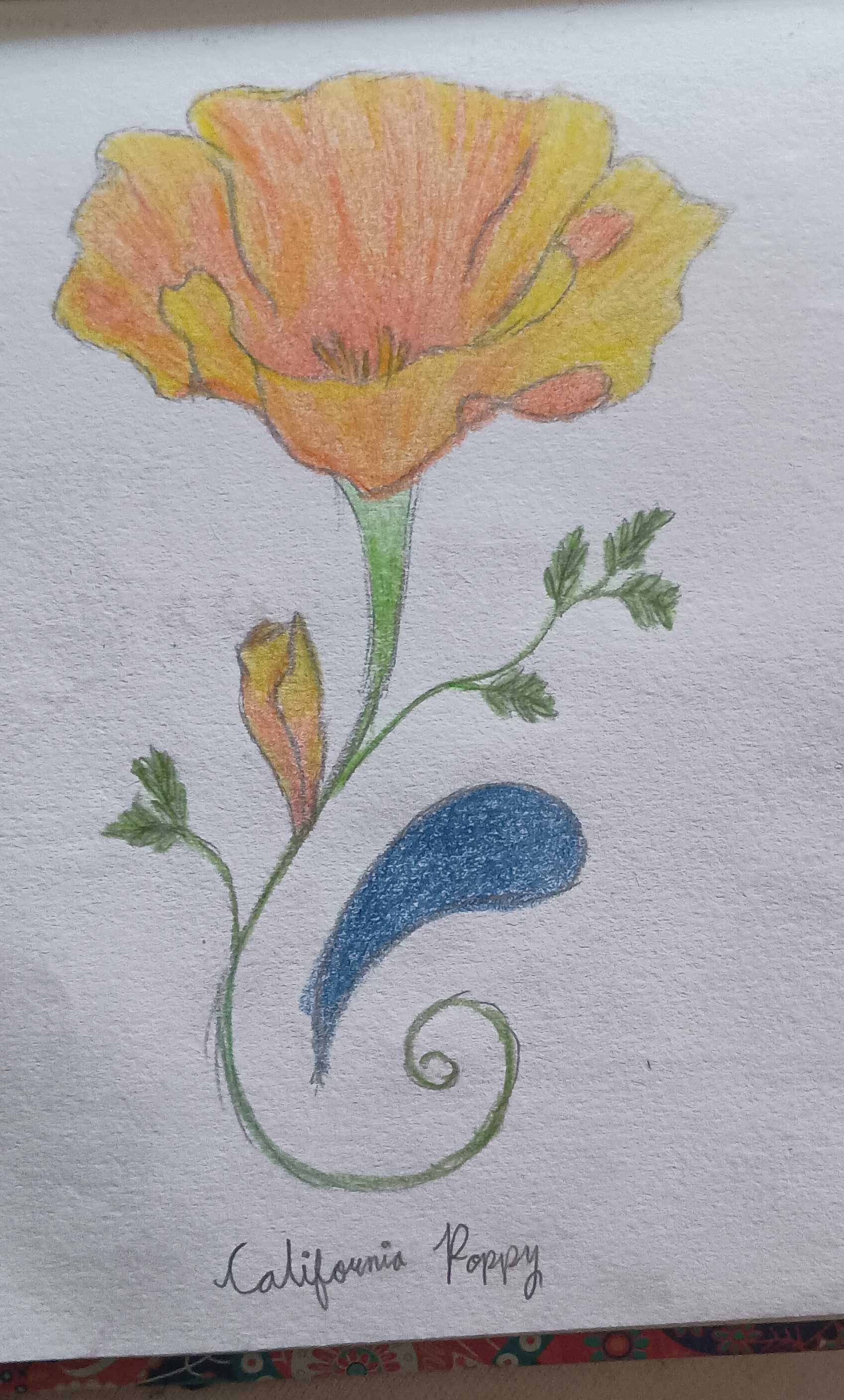California Poppy-Colored Pencil