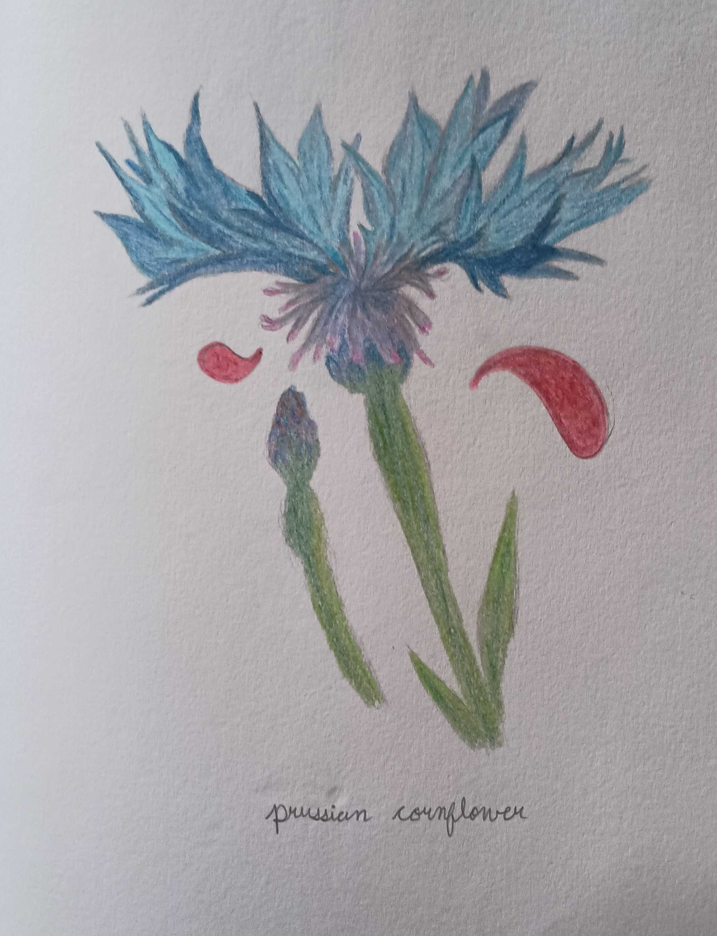 Cornflower-Colored Pencil