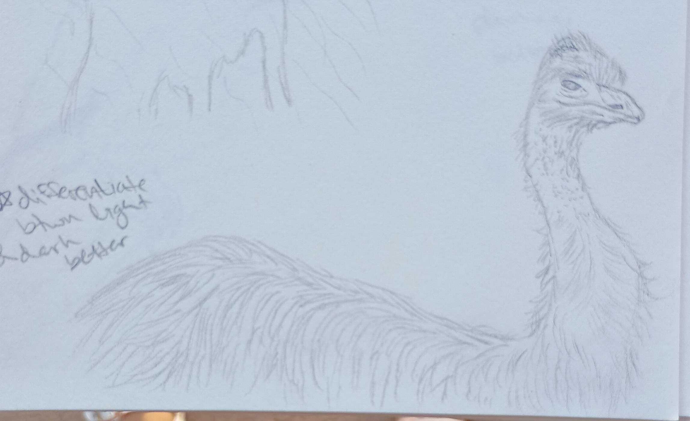 Emu of Death-Pencil
