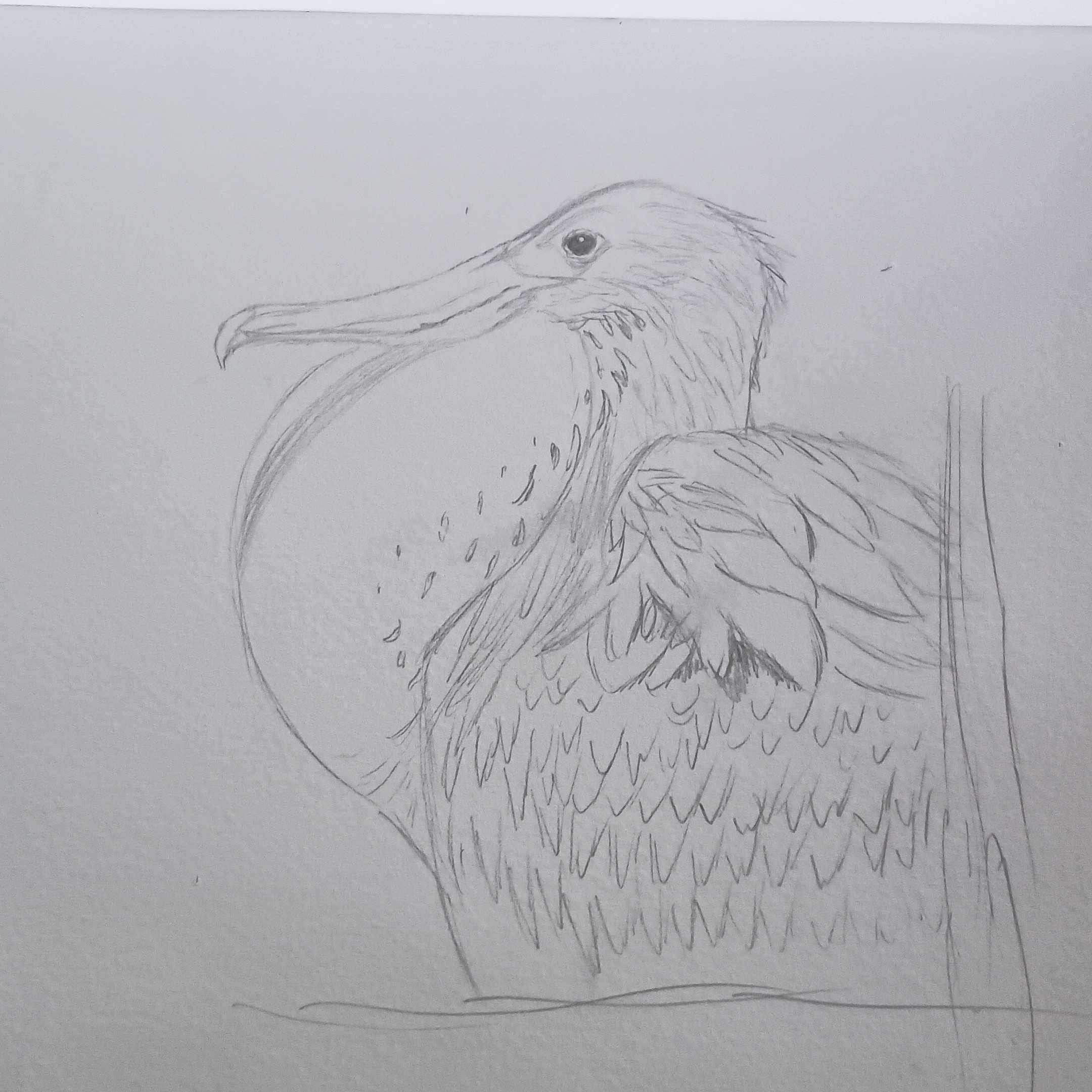 Frigate Bird-Pencil