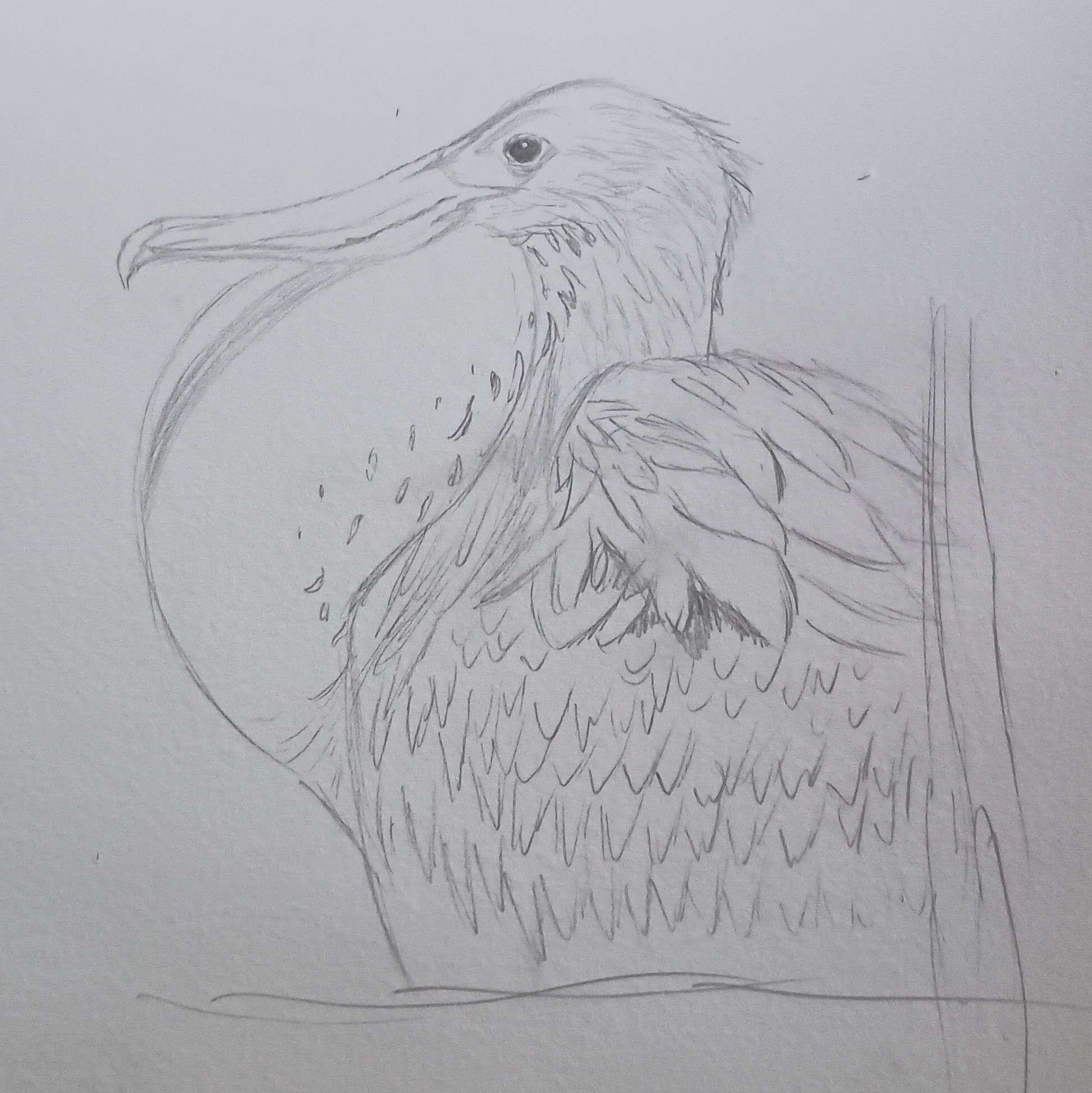 Frigatebird-Pencil