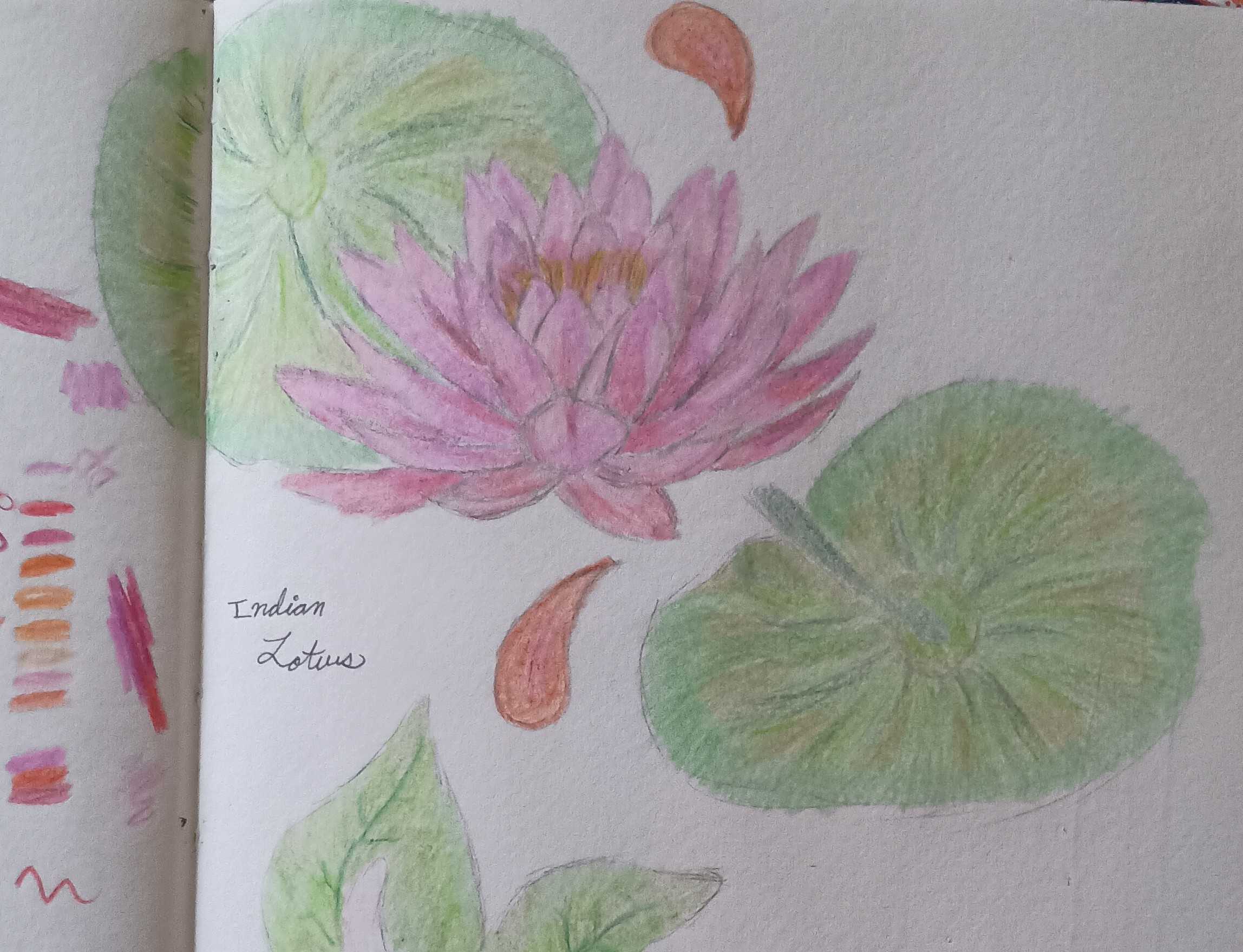 Lotus Flower-Colored Pencil