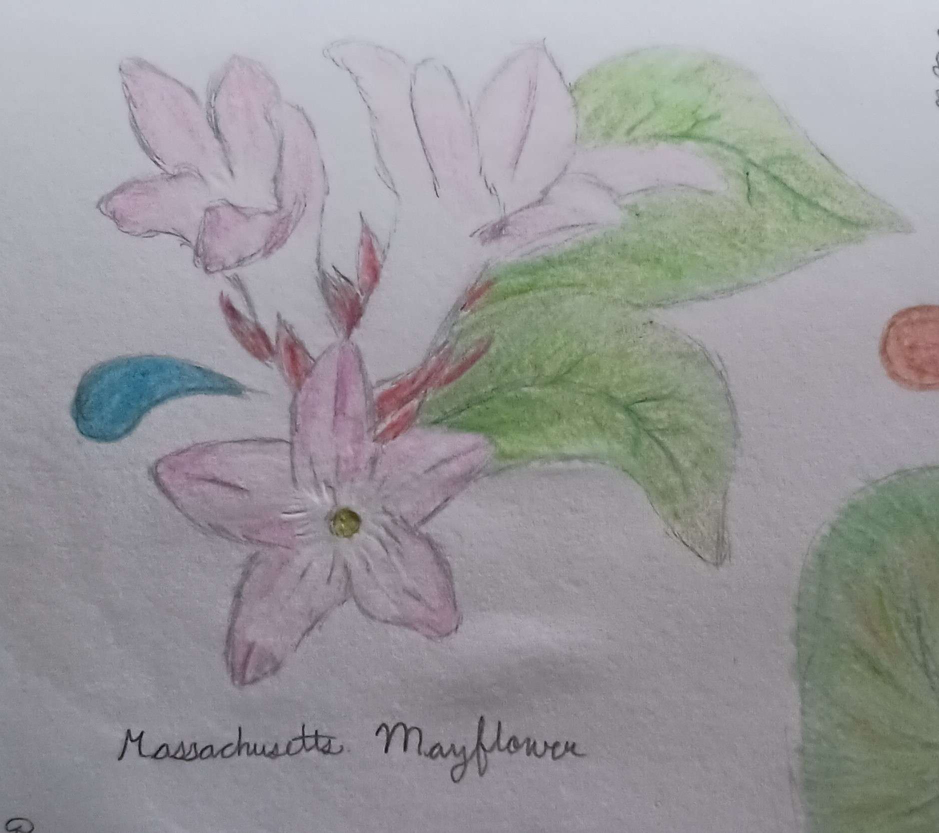 Mayflower-Colored Pencil