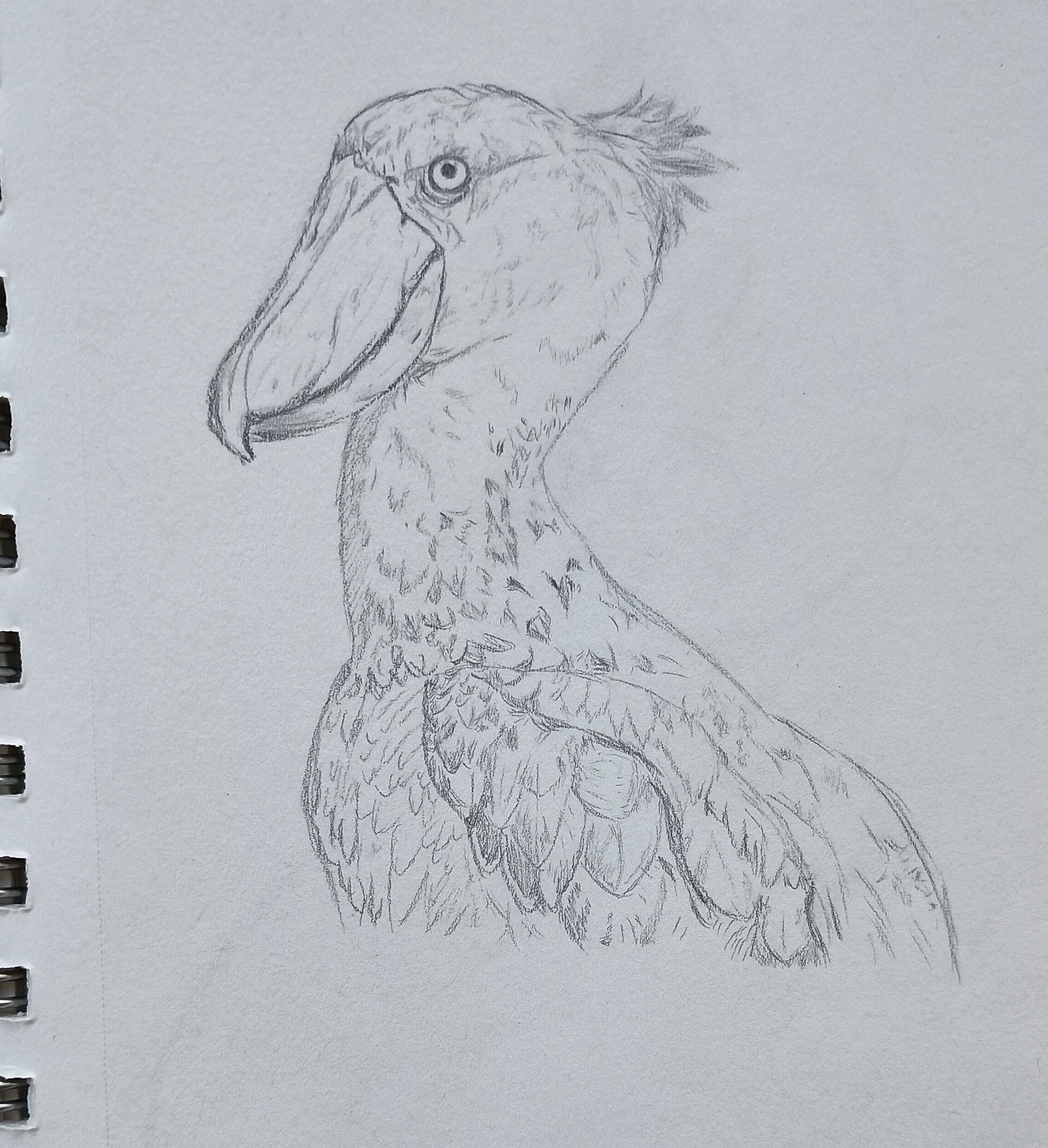 Shoebill-Pencil