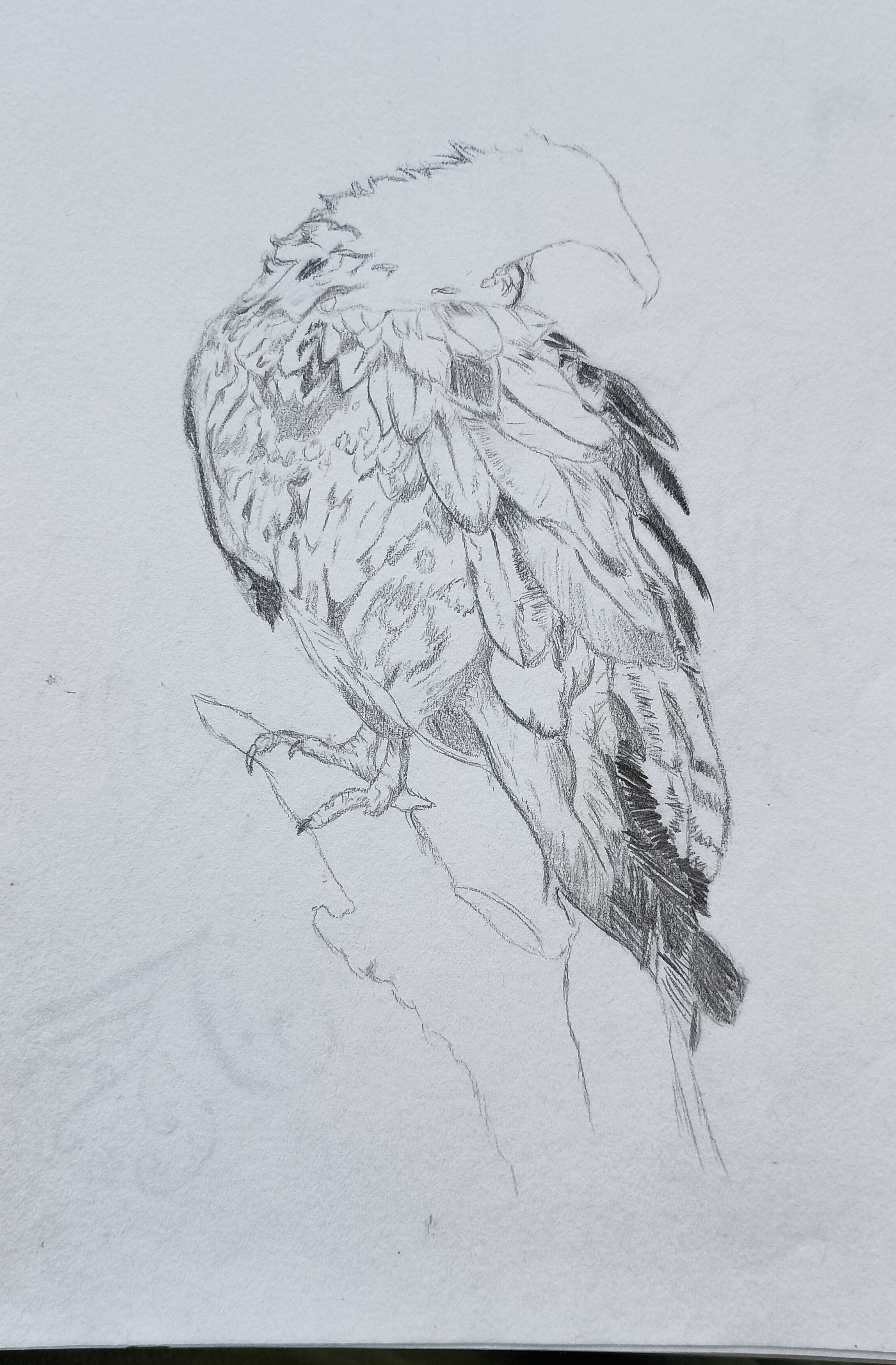 Textured Unfinished Bird-Pencil