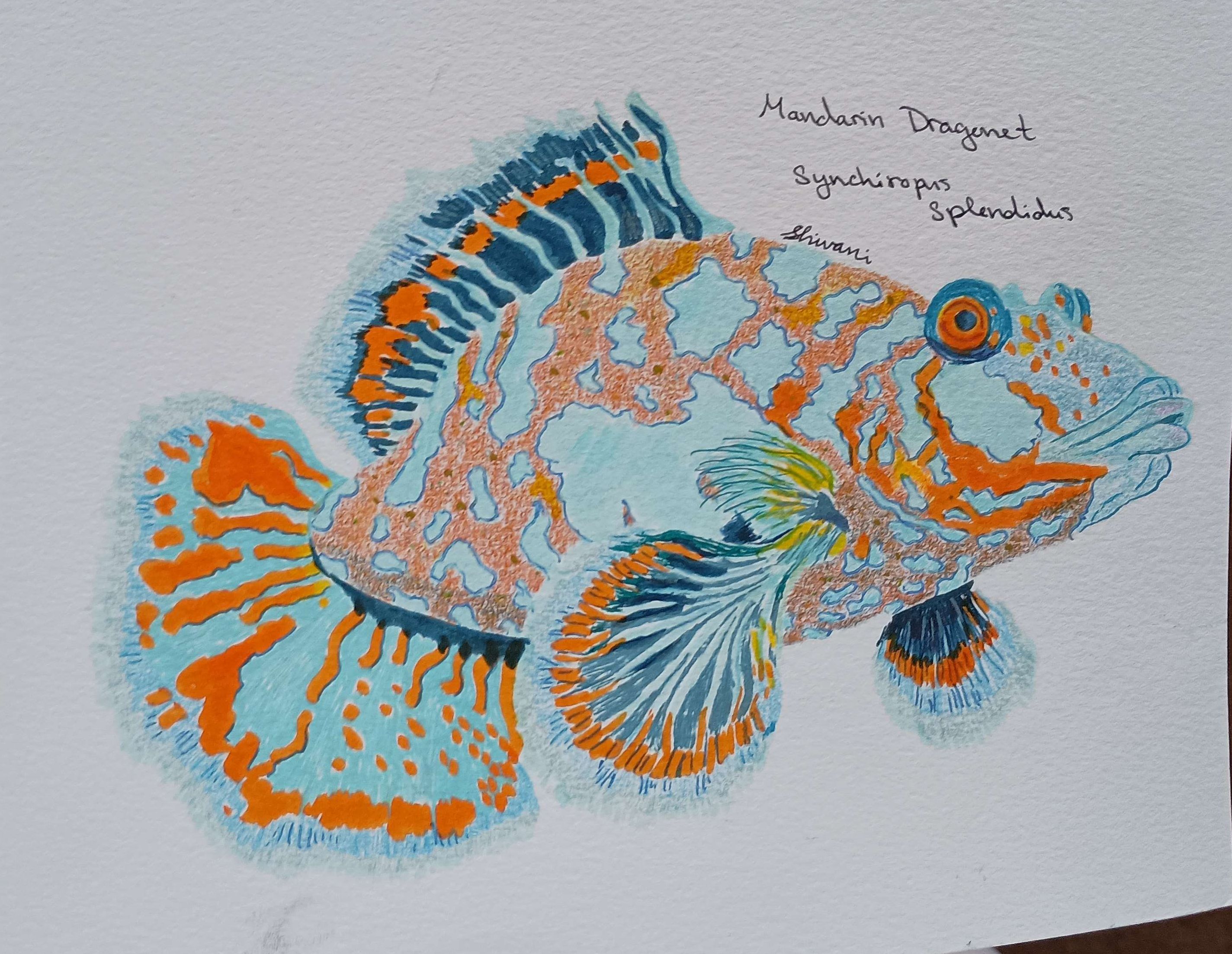 Dragonet Fish-Mixed Media, Pen, Watercolor, Colored Pencil