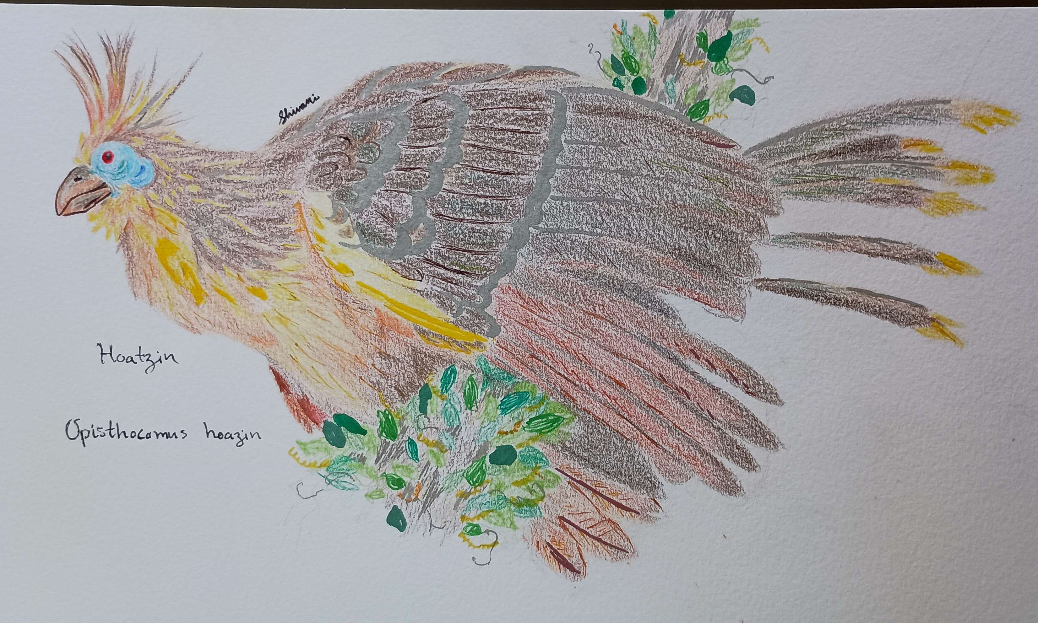 Hoatzin-Mixed Media, Pen, Colored Pencil, Marker