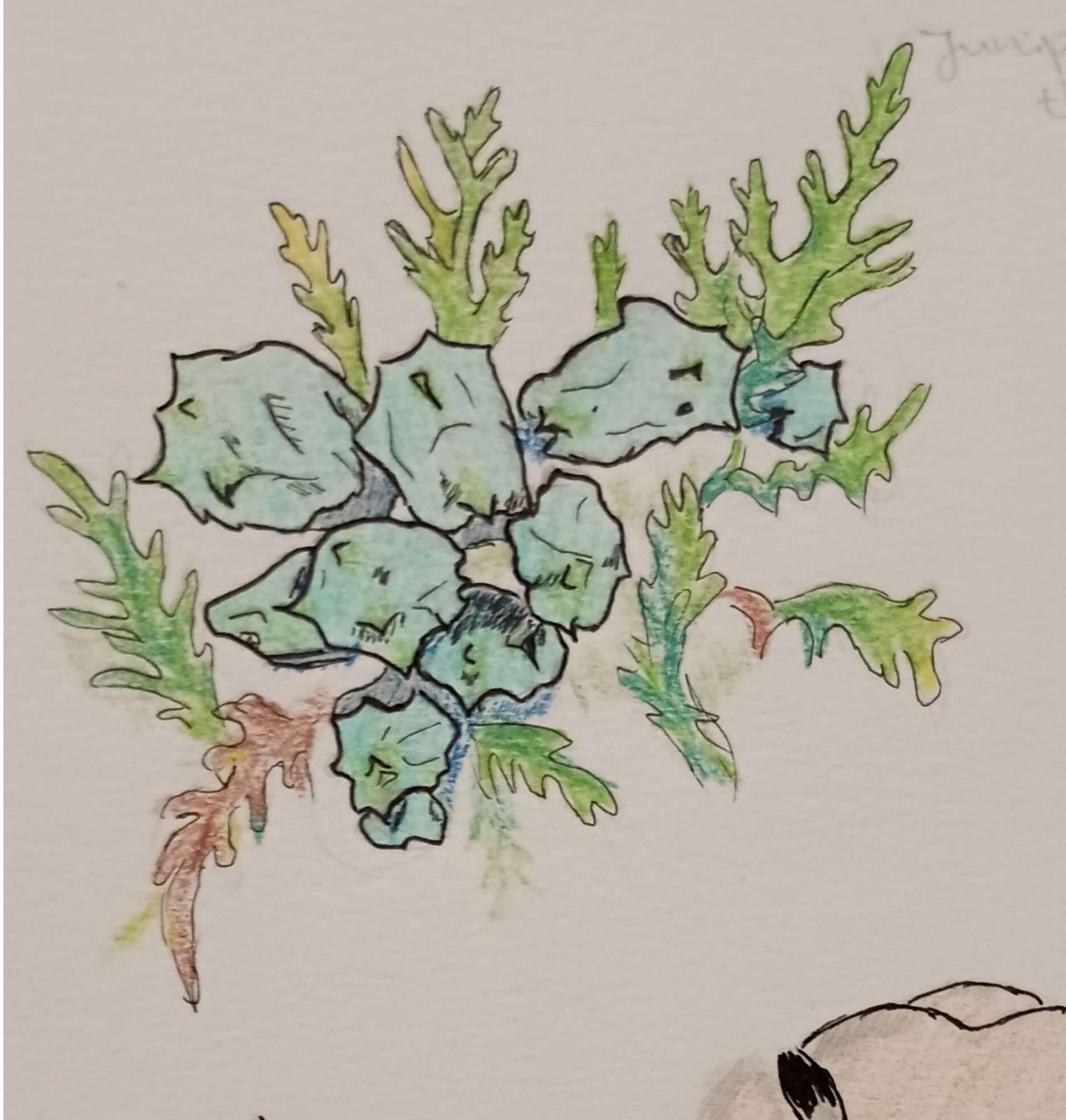 Juniper Sprig-Colored Pencil and Pen