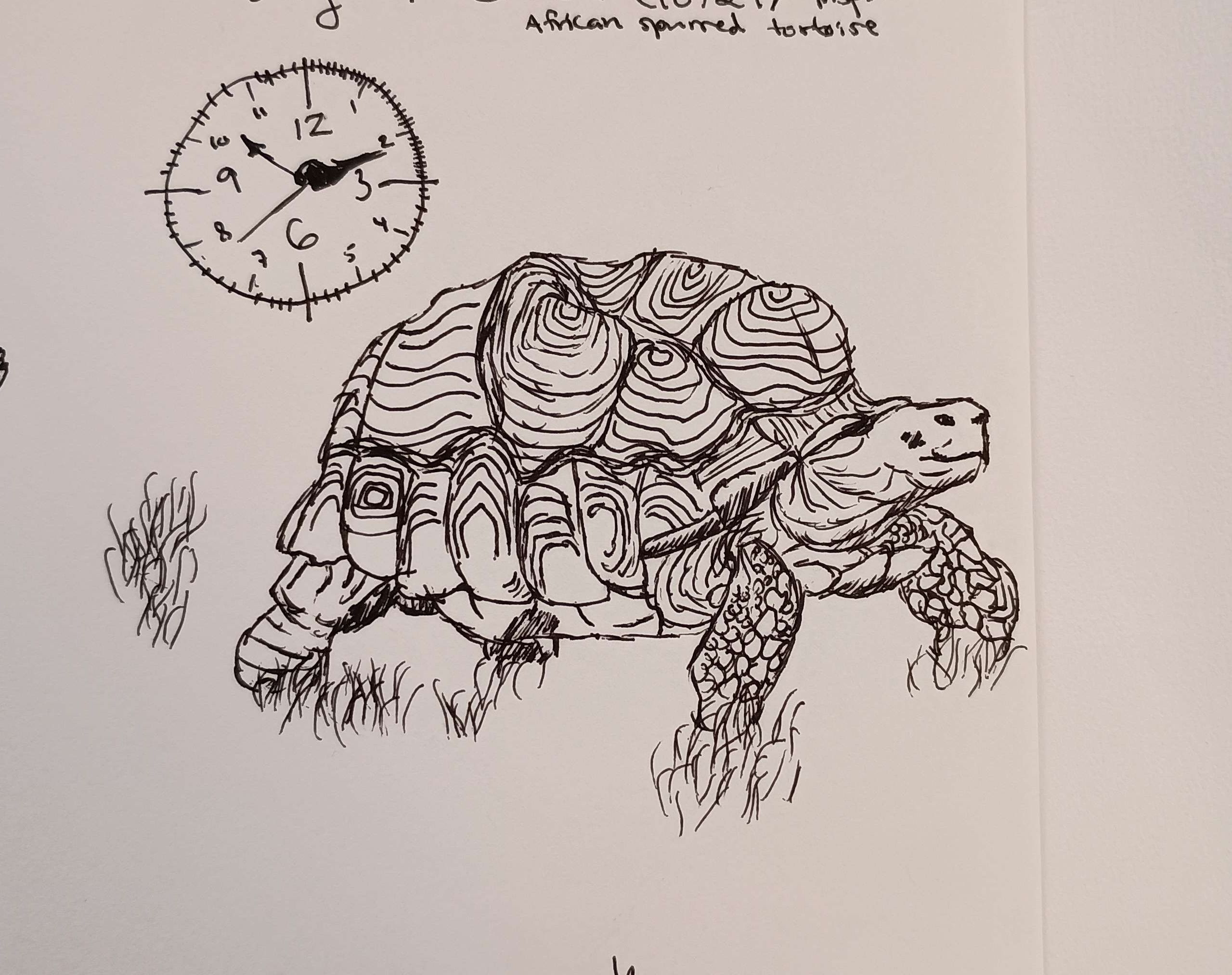 Turtle and clock-Pen