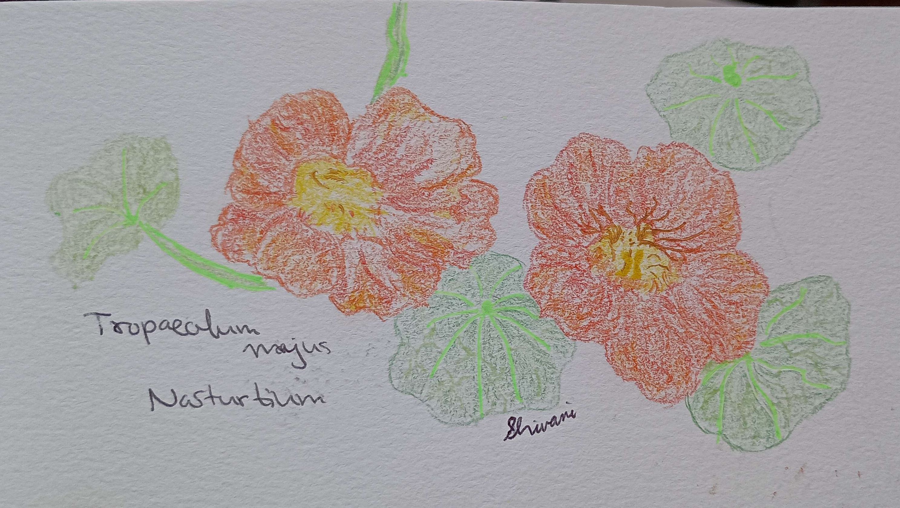 Nasturtium-Colored Pencil