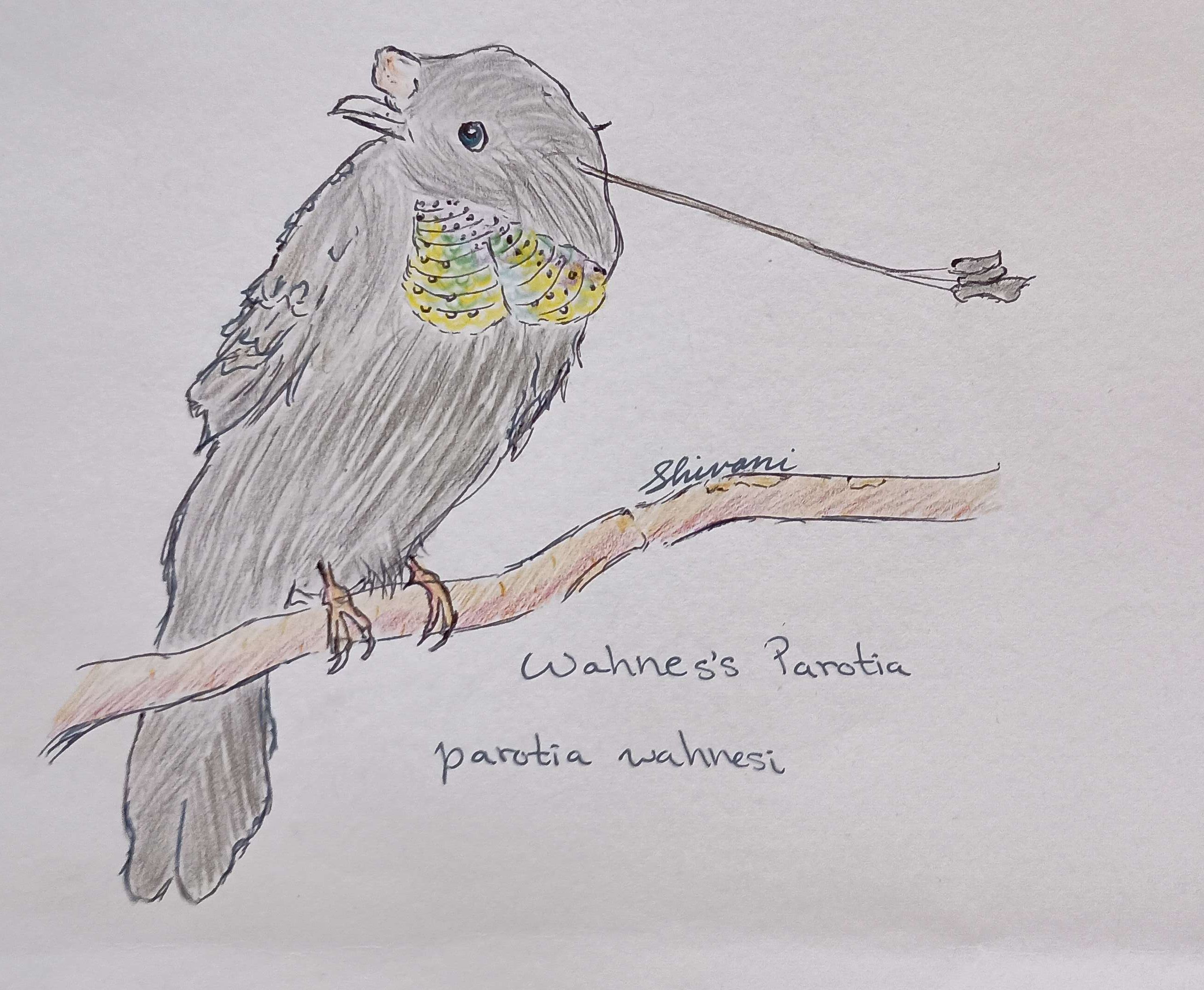 Wahne's Parotia-Pen, Colored Pencil