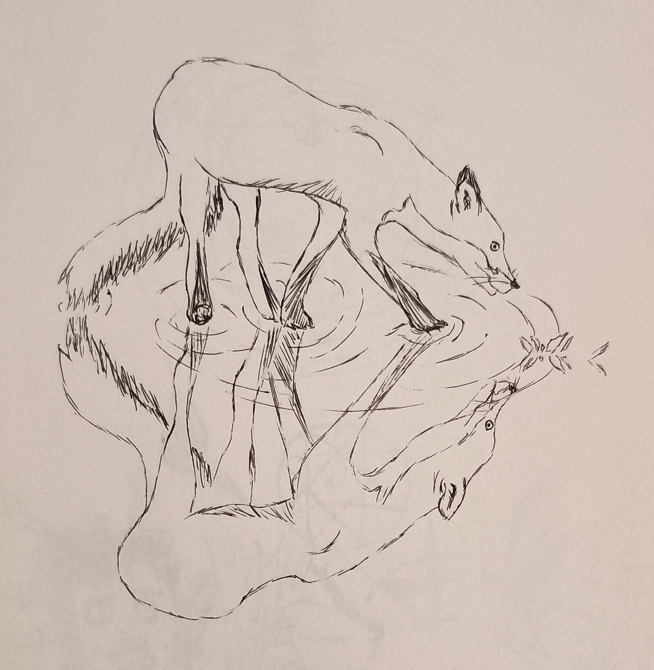 fox reflection on water-Pen