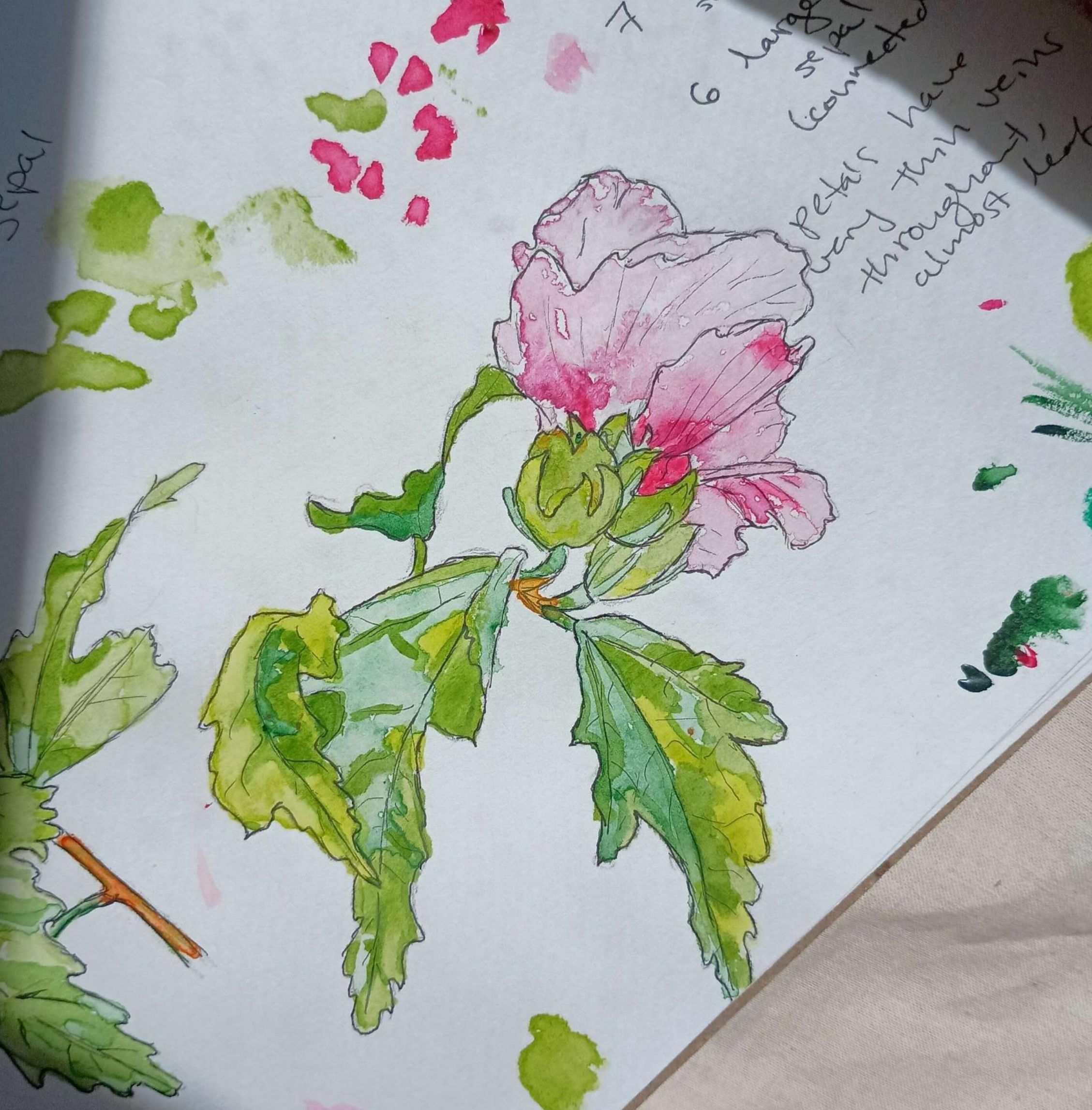 Rose of Sharon Flower Leaf and Bud-Watercolor and Pen