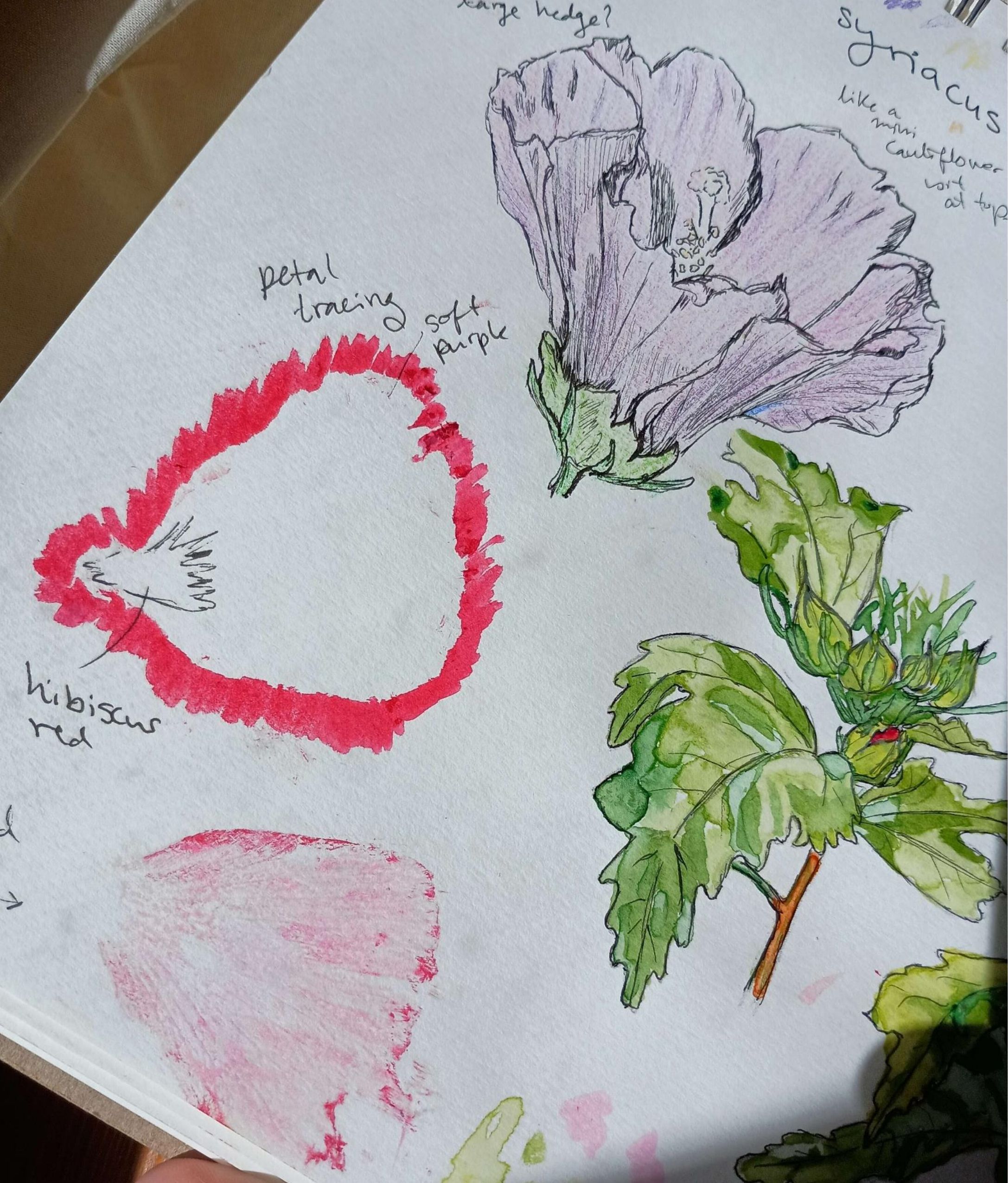 Rose of Sharon Flower and Petal-Watercolor and Pen