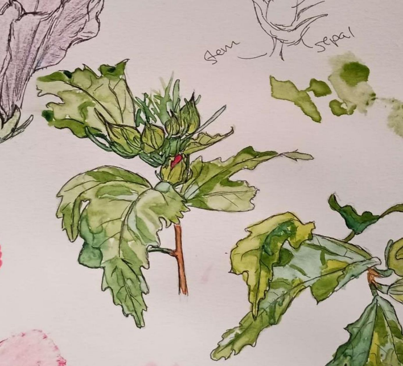 Rose of Sharon Stem and Buds-Watercolor and Pen
