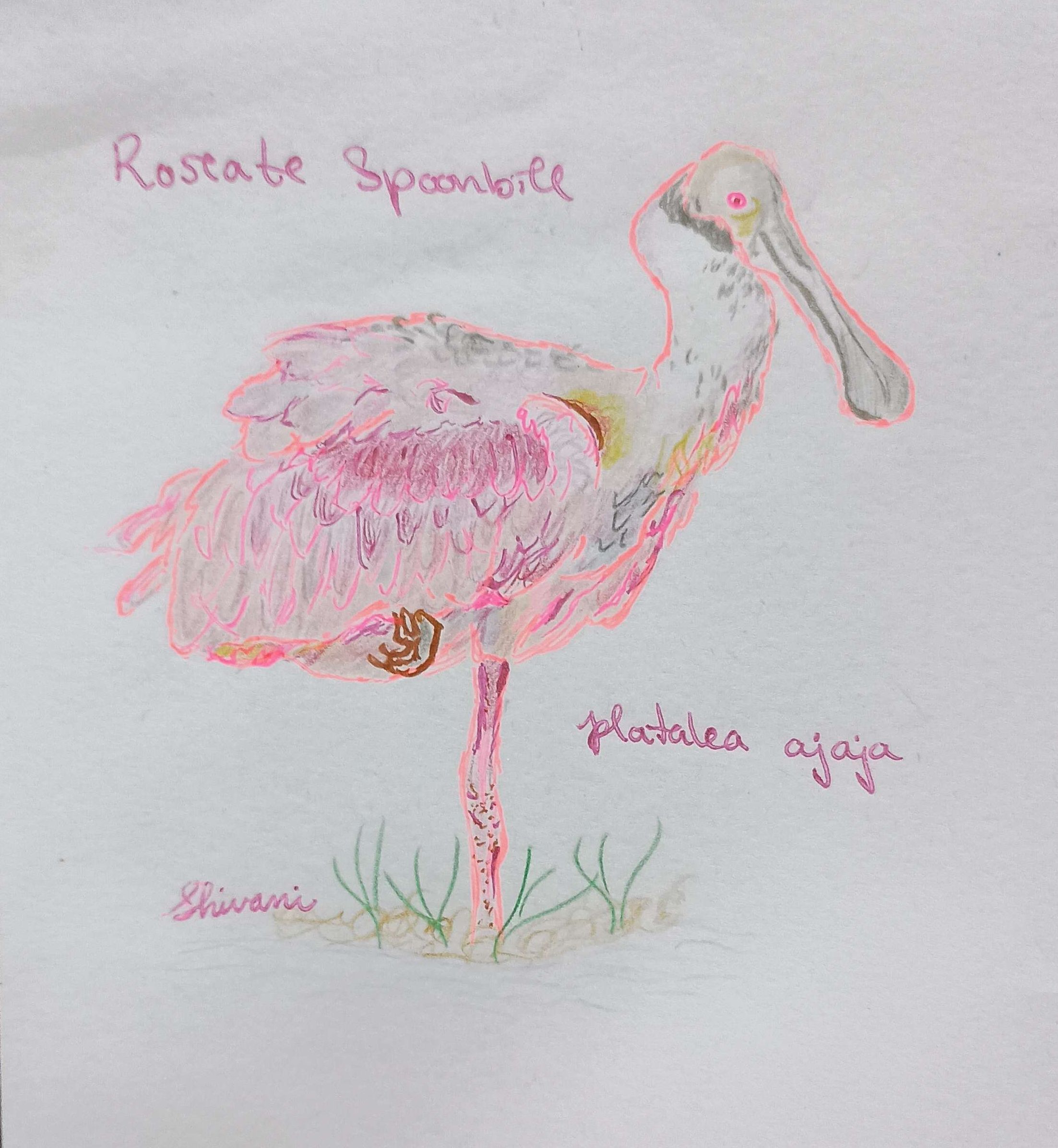 Roseate Spoonbill-Pen, Colored Pencil